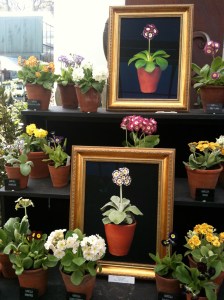 IMG_0309 Auriculas at Wisley