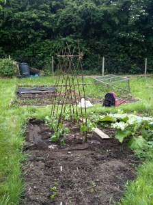 Beans in at the allotment