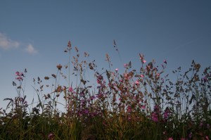 Pembrokeshire verges 1