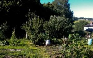 Olympic allotment