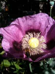 Papaver somniferum