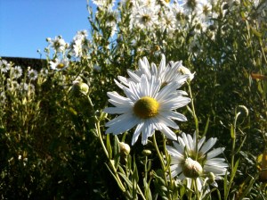 Daisies at Sissinghurst