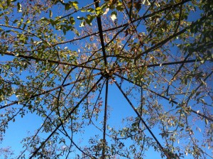 Rose arbour against the sky