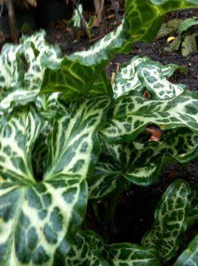 Arum italicum 'Pictum'