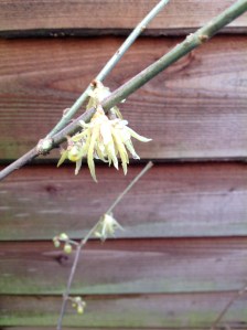 Chimonanthus praecox