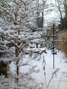 The viburnum branches are made to hold snow!