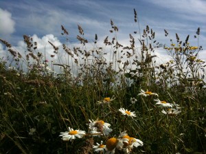 Daisies and grasses
