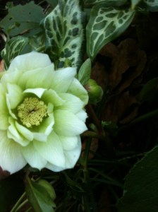 Hellebore, Double Ellen