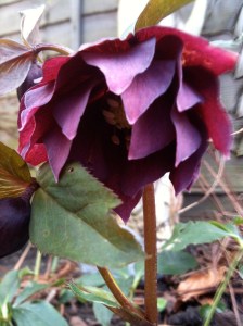 Hellebore 'Double Ellen' Red