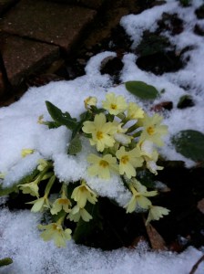 Primroses in the snow