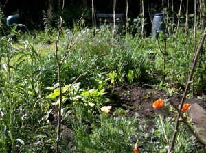 The allotment, one year on and it's come a long way!