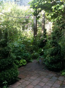 Box spirals in the garden